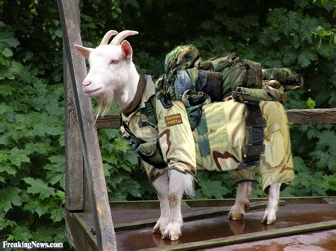 funny goat pictures freaking news goats goat picture funny goat pictures