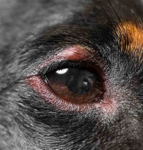 Red Bump On Dogs Eyelid