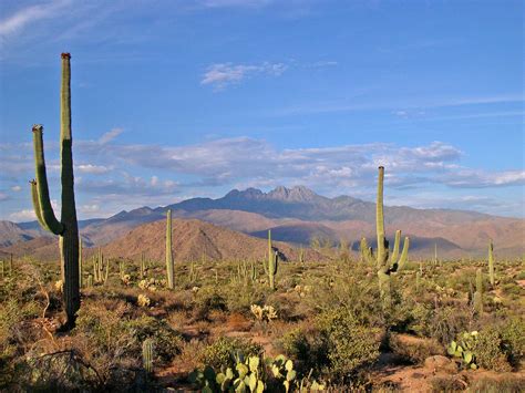 Sonoran Desert Speakzeasy