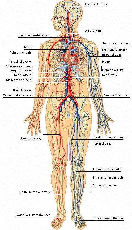 Arteries And Veins Of The Human Body Arteries Inside The Skull This