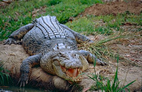 Saltwater Crocodile Crocodylus Porosus Australia Zoo Be Flickr