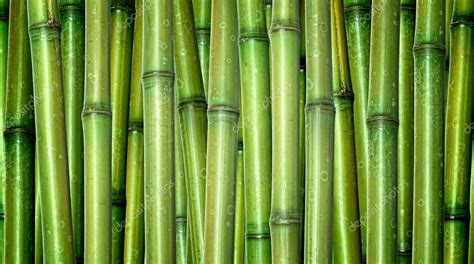 Fresh Bamboo Background — Stock Photo © Jukai5 3280491