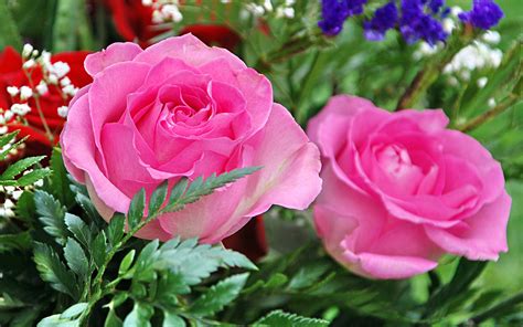 Moril Bouquet De Roses Full Hd Fond Décran And Arrière Plan