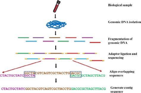 Basic Principle Of Next Generation Sequencing Technologies Download