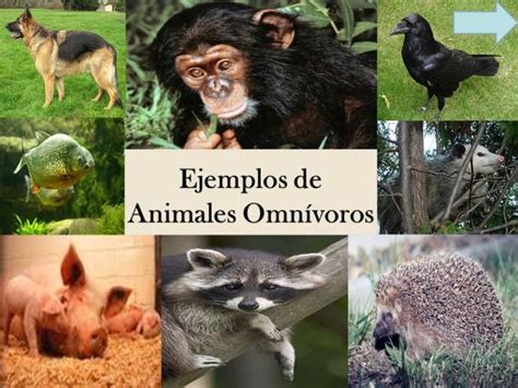 Animales Omnívoros CaracterÍsticas Y 20 Ejemplos