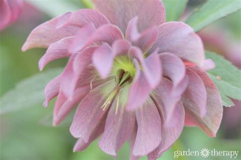 Hooray For Hellebores Read All About These Elegant Evergreen Beauties