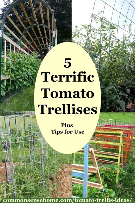 5 Terrific Tomato Trellis Ideas For Easy Harvesting Tomato Stakes Diy