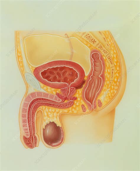 Artwork Of The Male Reproductive System Stock Image P608 0077 Science Photo Library