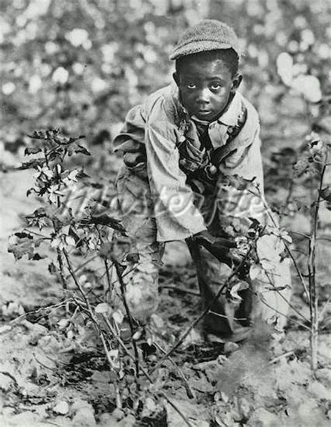 Child Picking Cotton Mississippi History African American History