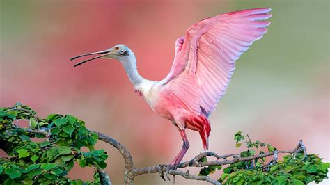 Pink Bird Wallpapers Top Free Pink Bird Backgrounds Wallpaperaccess