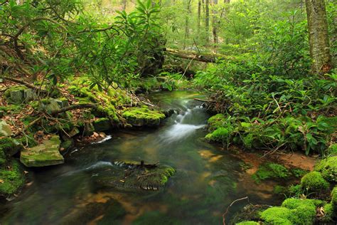 Free Picture Water Wood Nature Waterfall Stream