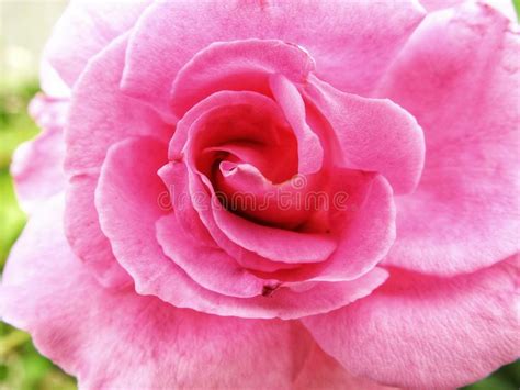 Delicate Pink Rose Closeup Stock Image Image Of Flower