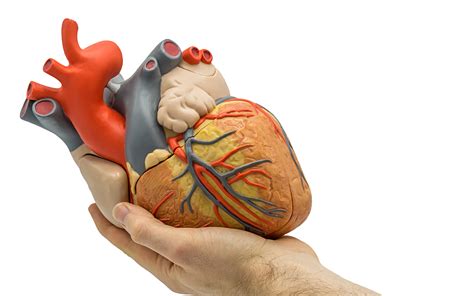 History Of The Artificial Heart