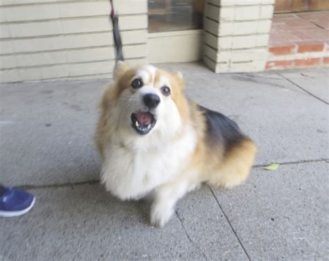 Dog Of The Day Bailey The Fluffy Pembroke Welsh Corgi The Dogs Of