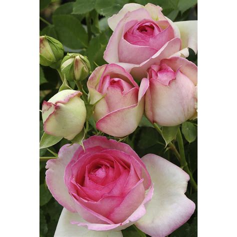 Kletterrose Rosa Hybrida Mini Eden Rose Blütenfarbe Rosa Hagebaude