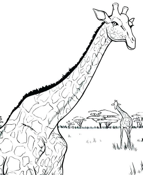 Realistic Giraffe Coloring Pages At Free Printable