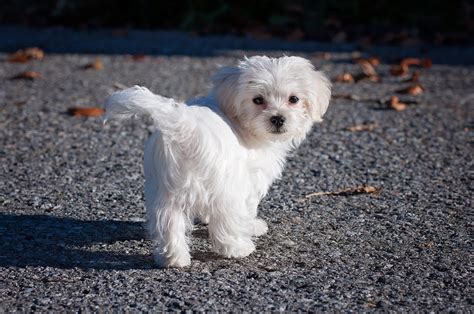 The Top 5 Maltese Haircut Styles The Dog People By