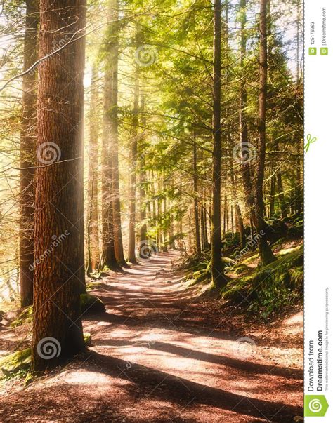 Sunny Path In A Forest During Day Time Stock Image Image Of Foliage