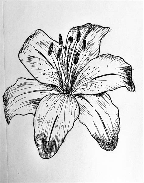 Pen Lily Drawing Lilies Drawing Pen Art Drawings Beautiful Flower