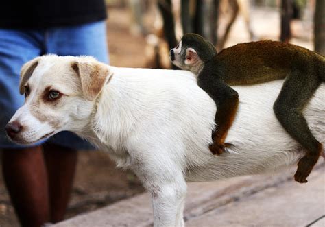 Sweet Monkey Becomes Mama Dogs Best Friend After She Loses Her Puppies