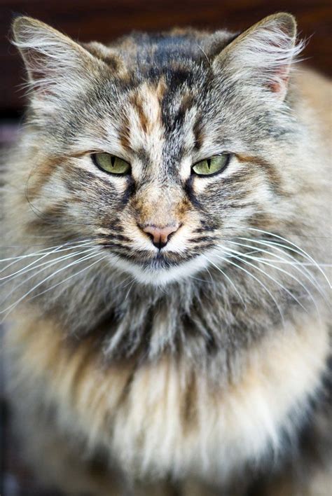 Norwegian Forest Cat Breed Information Pictures Characteristics