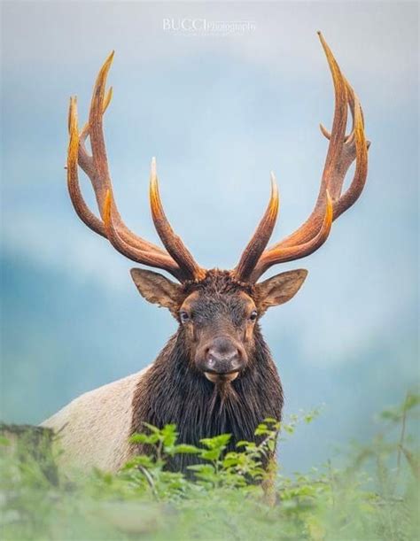 An Elk With Large Antlers Standing In Tall Grass