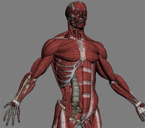 3d модель Мужская анатомия кости мышцы кожа Turbosquid 671345