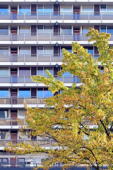 Autumn Scene Tree In Front Of An Apartment Building Near Lijnbaan In