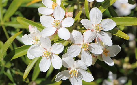Floriental orange blossom is the scent of a thousand flowers. Top 3 Plants That Flower In May | TV Gardener David Domoney