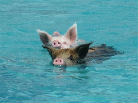 Pig Swim In Ocean Wallpapers High Quality Download Free