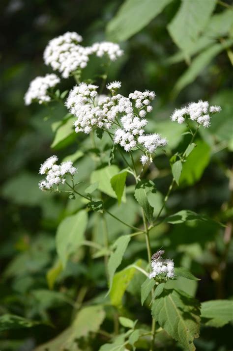Ageratina Altissima White Snakeroot In 2020 With Images Moon