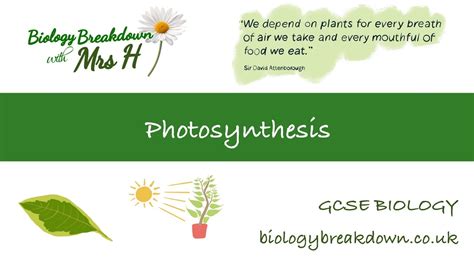 Photosynthesis With Exam Questions Gcse Biology Youtube