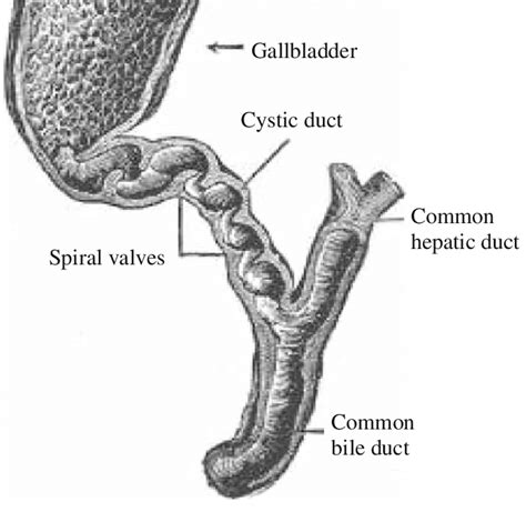 Gallbladder Cystic Duct Anatomy