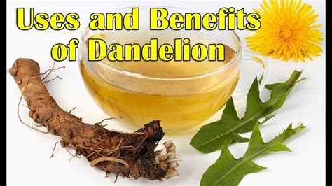 Health Benefits Of Dandelion Leaves And Dandelion Root Youtube