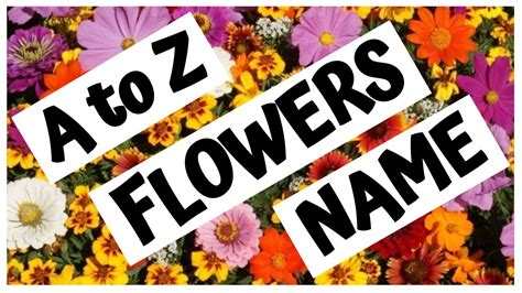 Names Of Flowers In Alphabetical Order Maybe You Would Like To Learn