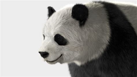 Panda With Realistic Fur 3d Model Cgtrader