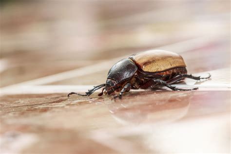How To Get Rid Of House Beetles Naturally