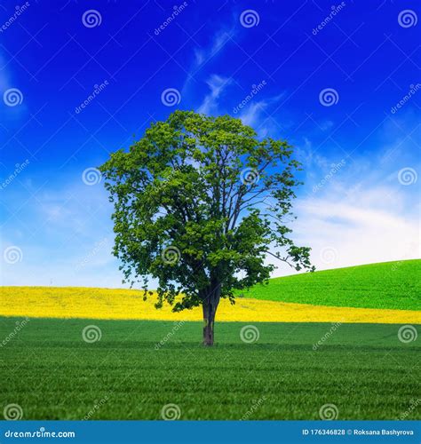 A Single Tree Stock Photo Image Of Hill Growth Country 176346828