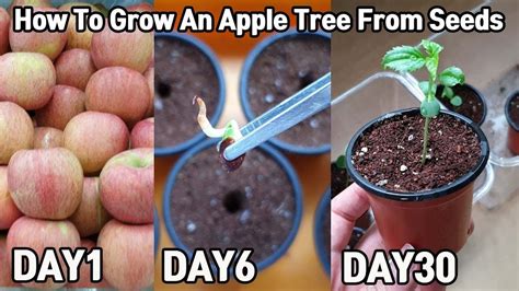 How To Grow An Apple Tree From Seeds Apple Tree From Seed Apple