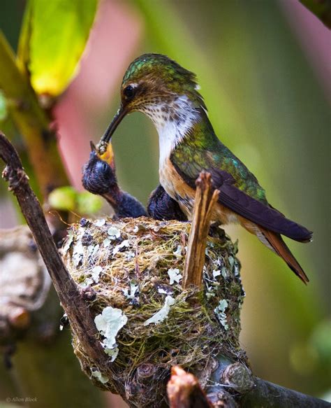 Feather Tailed Stories Hummingbird Babies