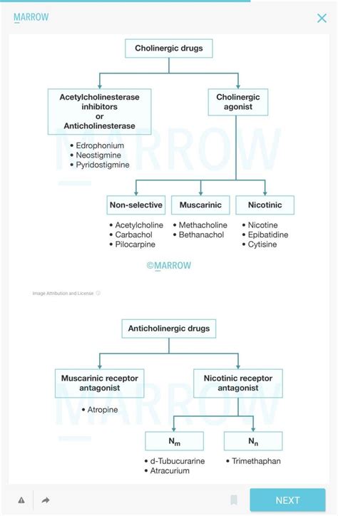 Cholinergic And Anticholinergic Cholinergic Pharmacology Nursing