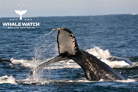 Whale Watch Experience Perth Australian Day Tours