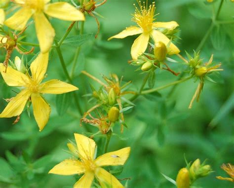 John's wort interacts with many medications, making the medications less effective. Growing St. John's Wort Herb - St. John's Wort Plant Uses ...