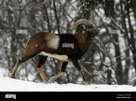 Mouflon Sheep Ovis Musimon Stock Photo Alamy