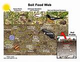 Online Food Web Games Pictures