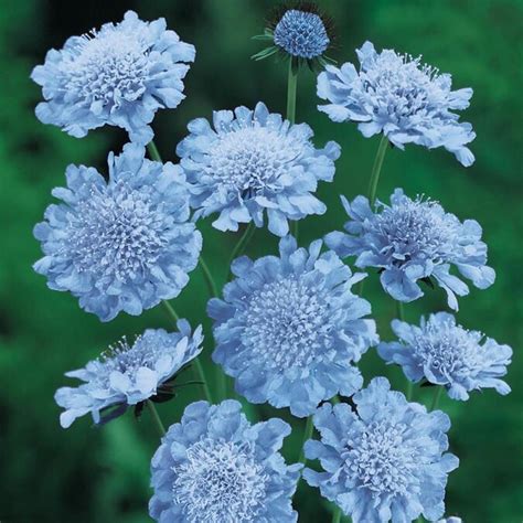 Gardens Alive 10 Oz In Pot Butterfly Blue Pincushion Scabiosa