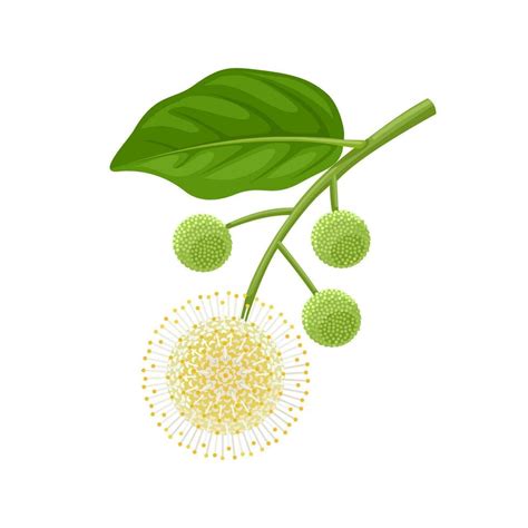 Vector Illustration Cephalanthus Occidentalis Commonly Called Button