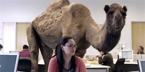 Also camel transparent hump day available at png transparent variant. People Share GEICO's Camel Ad On Wednesday - Business Insider