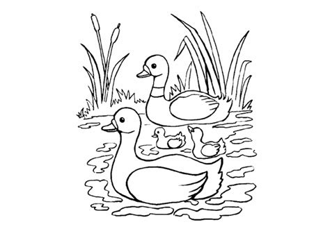 Los Mejores Dibujos De Patos Para Colorear 🥇