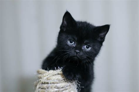Celebrating The Beauty Of Black Cats The Purrington Post